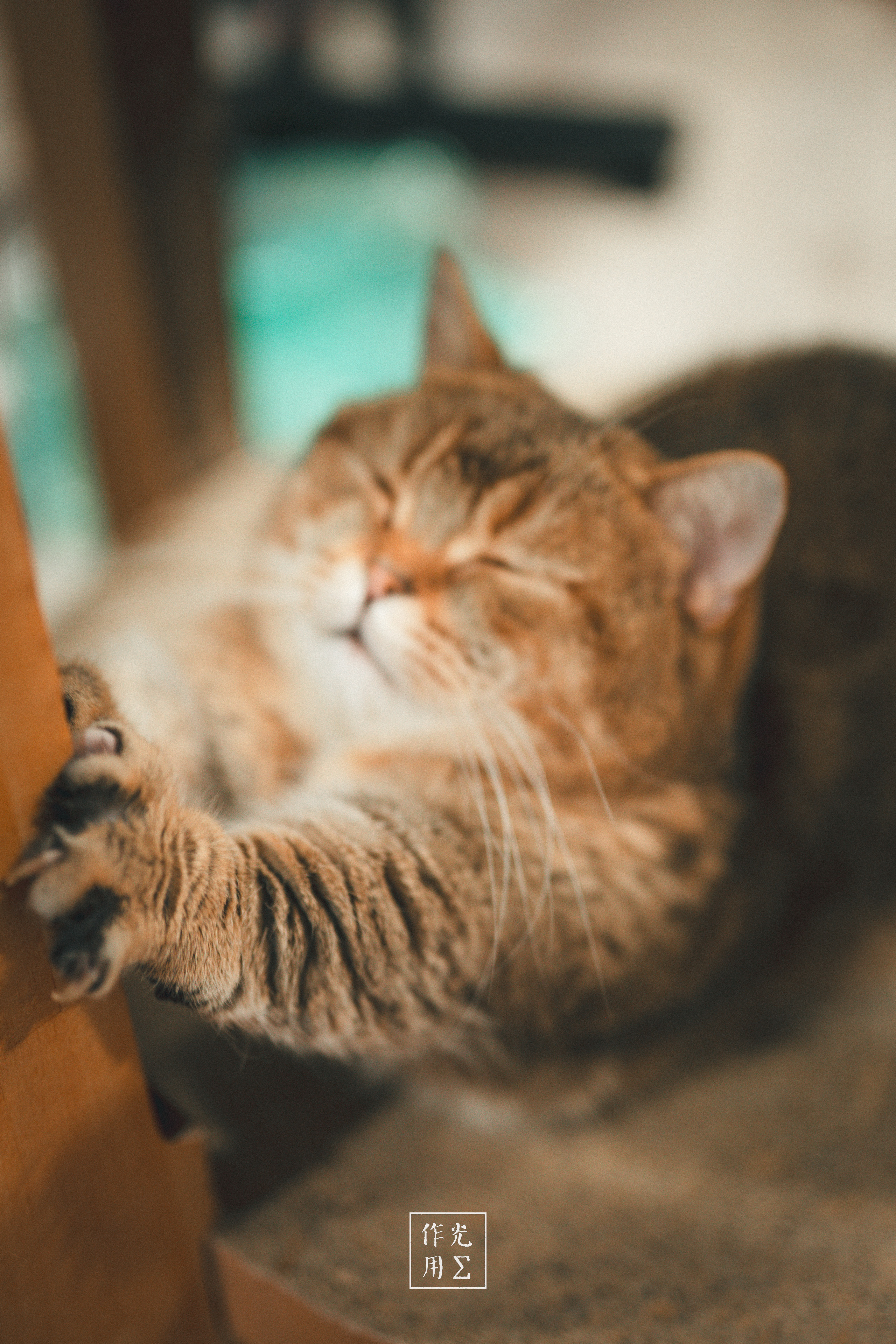 A sleepy tabby cat resting with one paw on a wooden chair