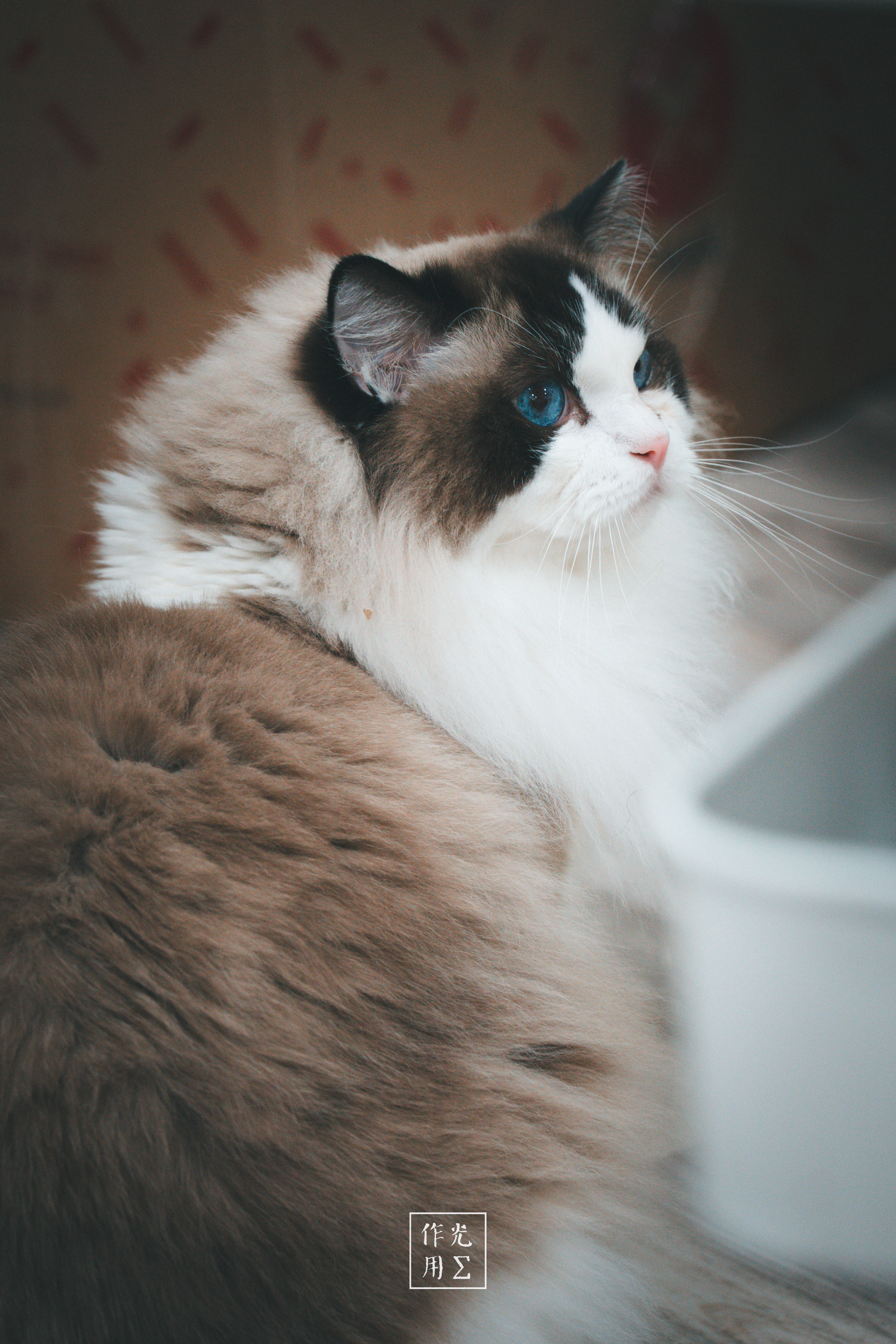 A fluffy ragdoll cat resting beside a softly lit window