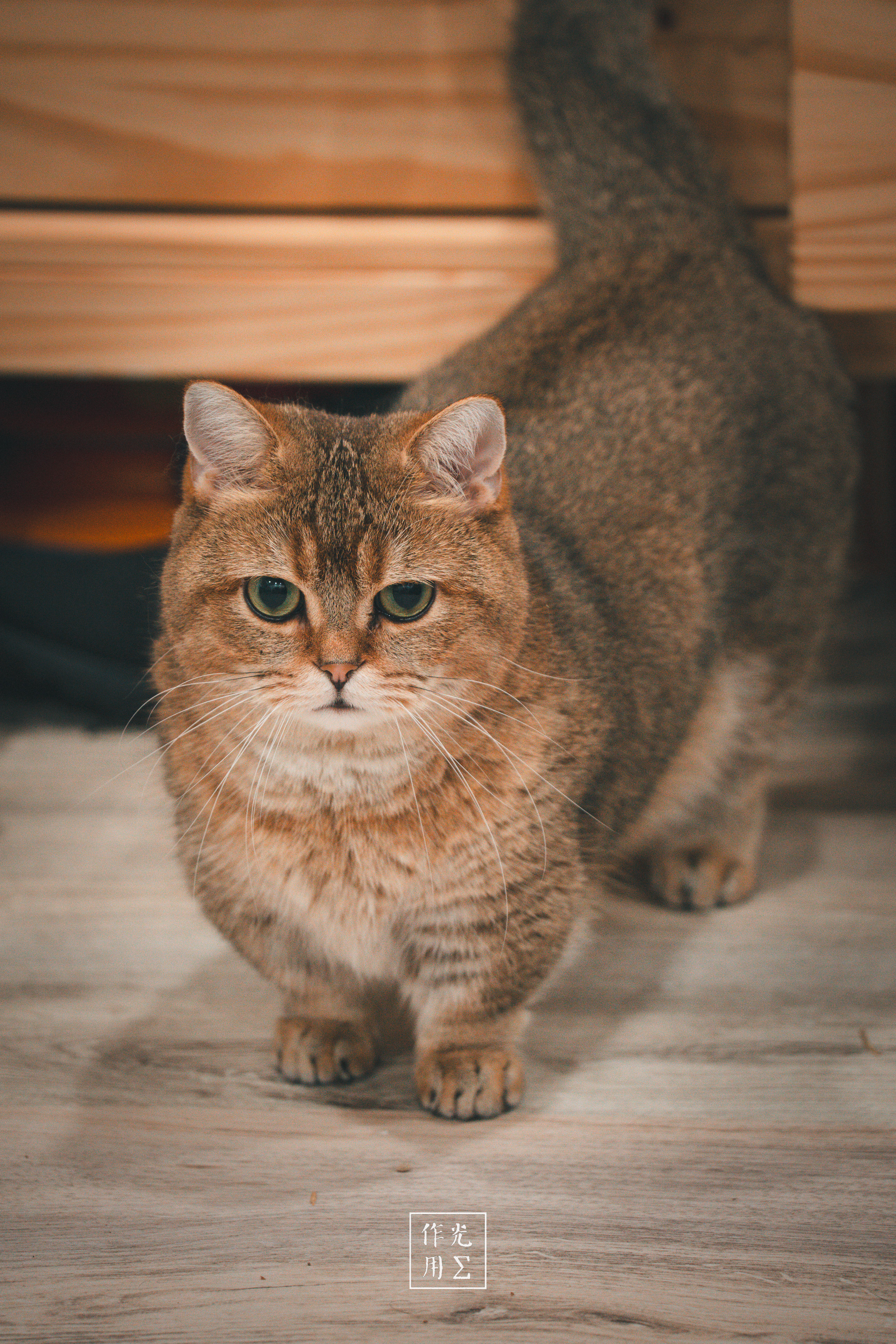 A brown tabby cat stands alert on a wooden floor with its tail raised